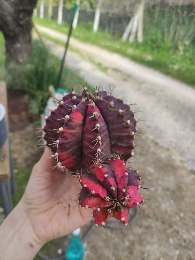 Gymnocalycium Varigate