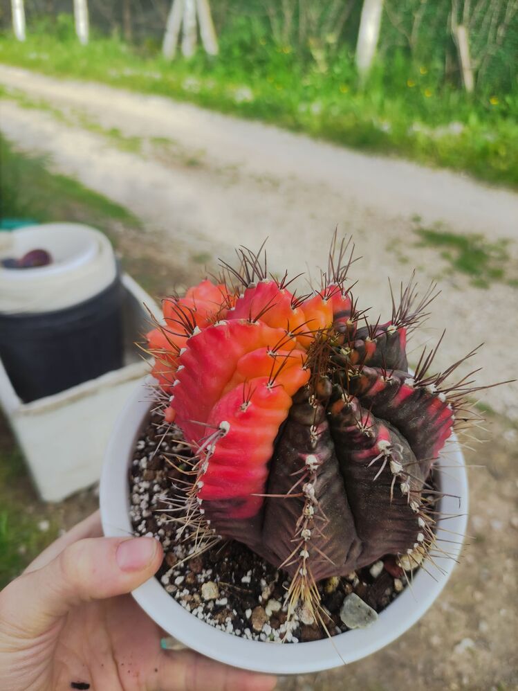 Gymnocalycium Varigate
