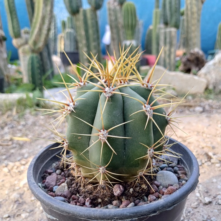 Trichocereus Pasacana (Terschekii)