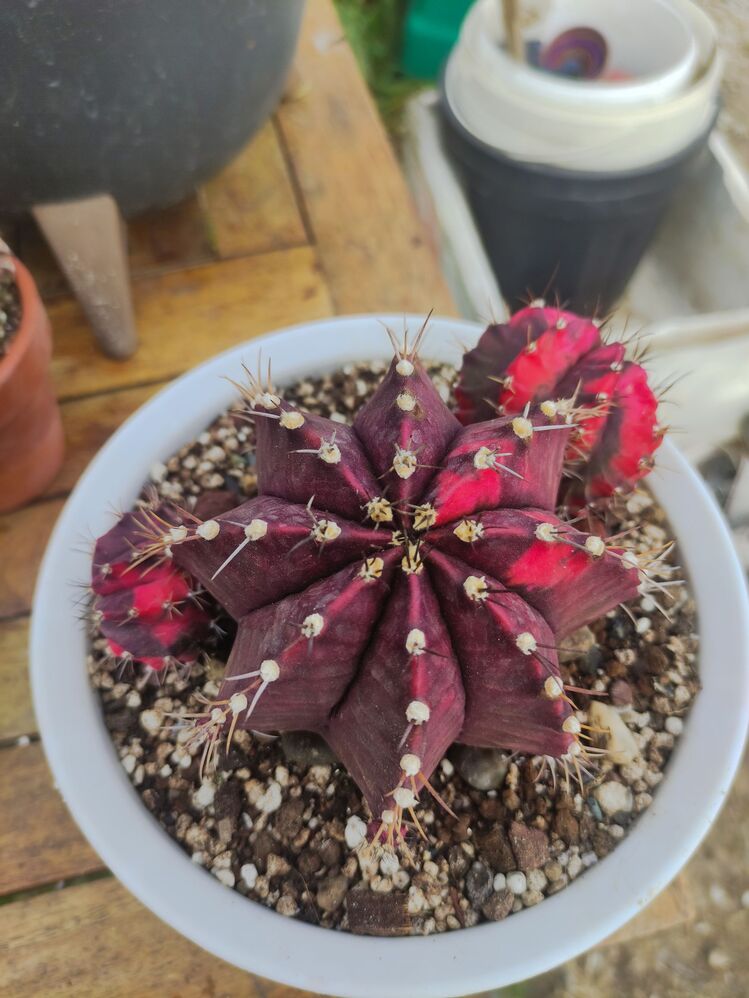 Gymnocalycium Varigate