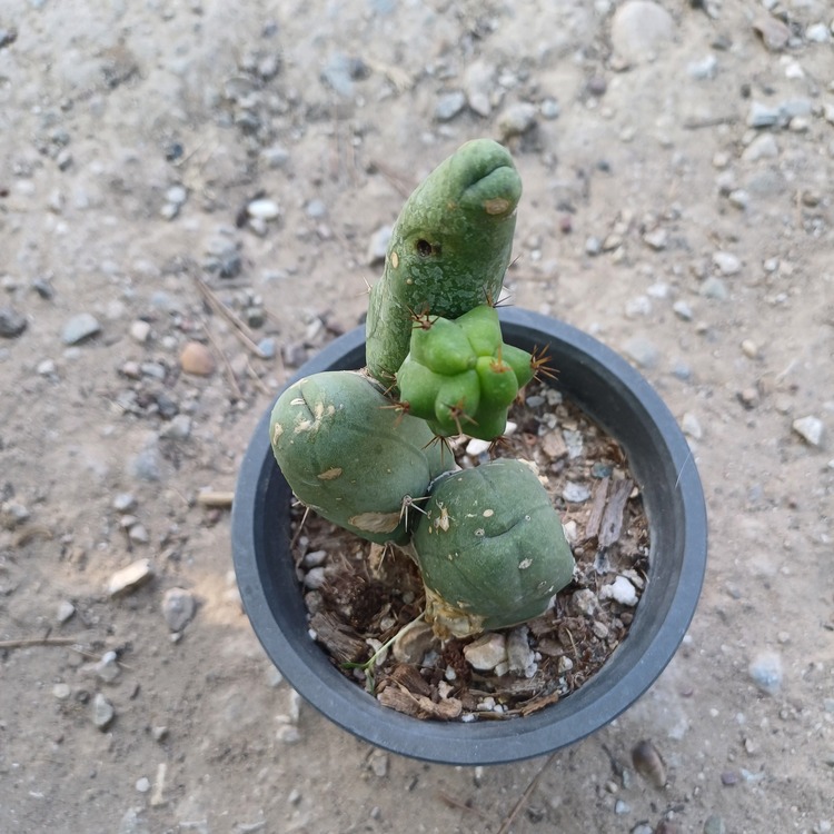 Trichocereus Bridgesii Monstrose