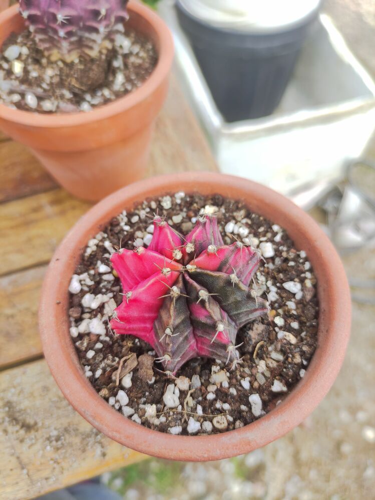 Gymnocalycium Varigate