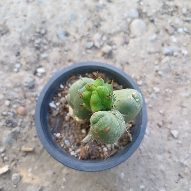 Trichocereus Bridgesii Monstrose