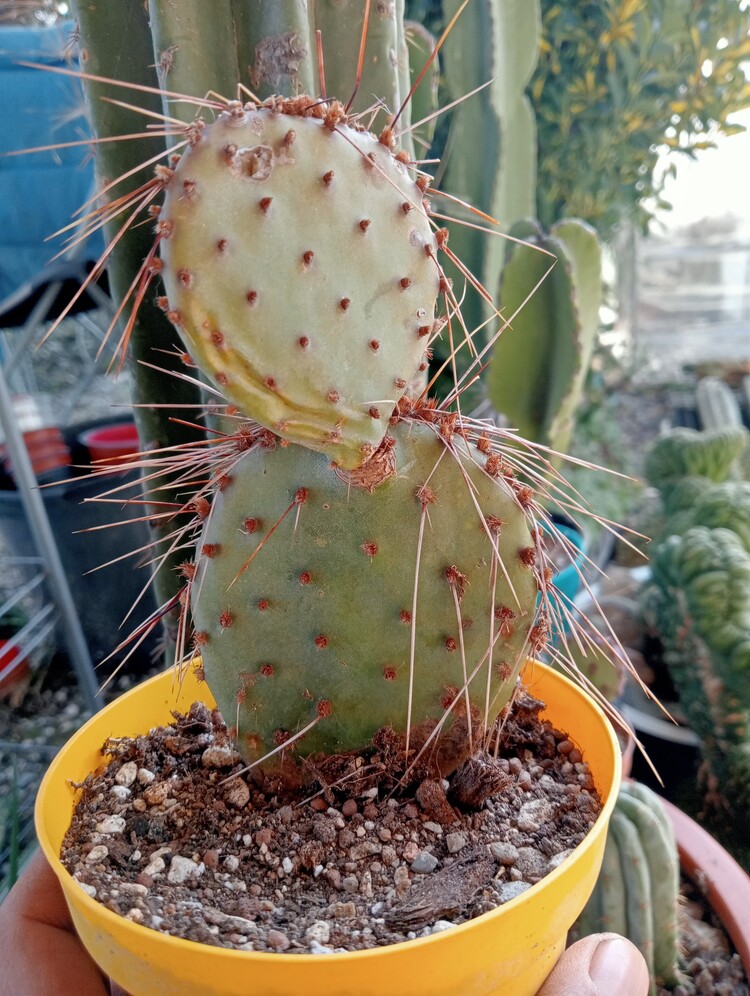 opuntia chisosensis