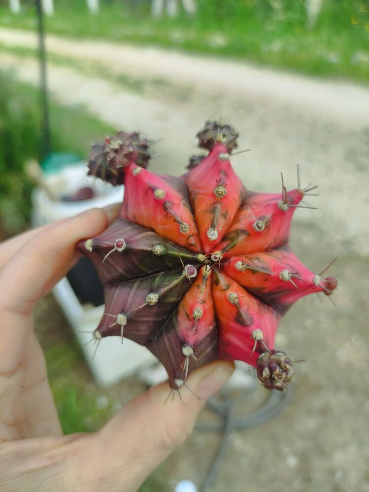 Gymnocalycium Varigate