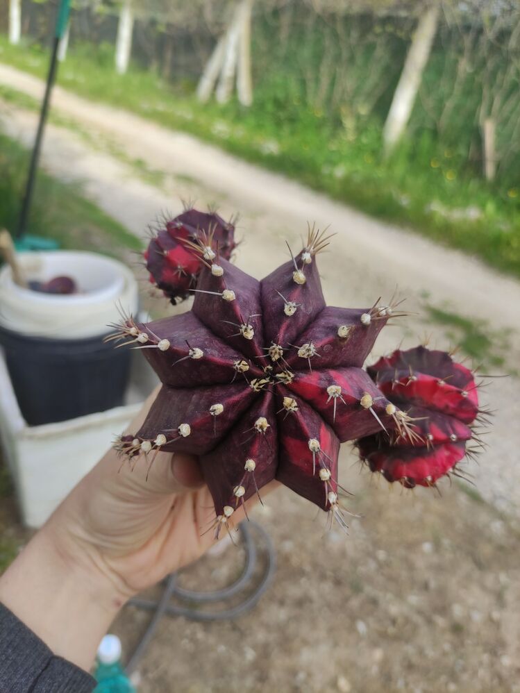 Gymnocalycium Varigate