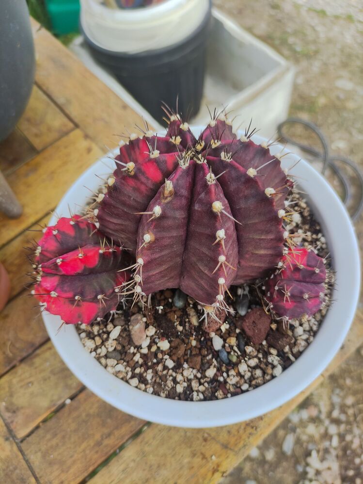 Gymnocalycium Varigate