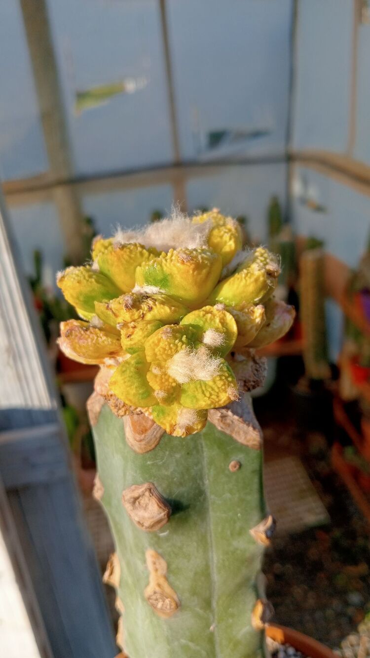 Ariocarpus Fissuratus Varigated 