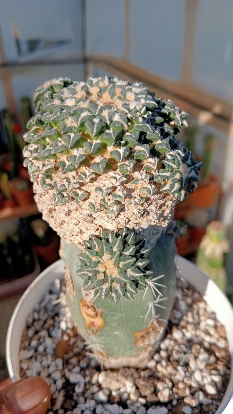Ariocarpus Kotschoubeyanus