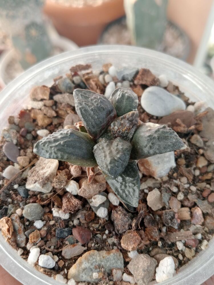 Ariocarpus Fissiratus