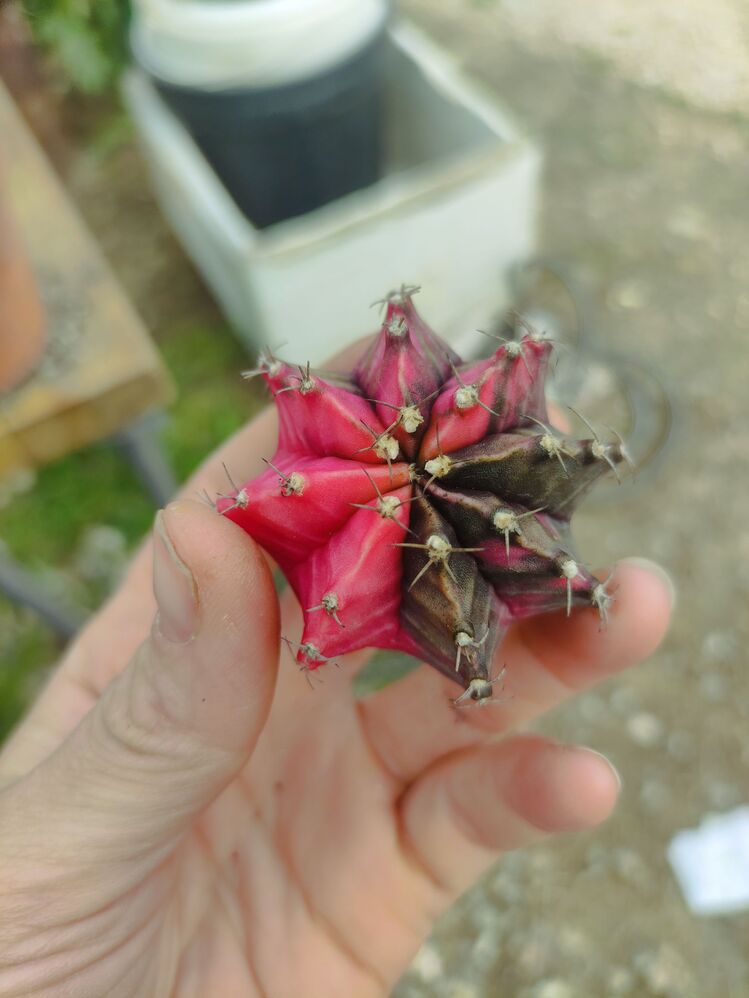 Gymnocalycium Varigate