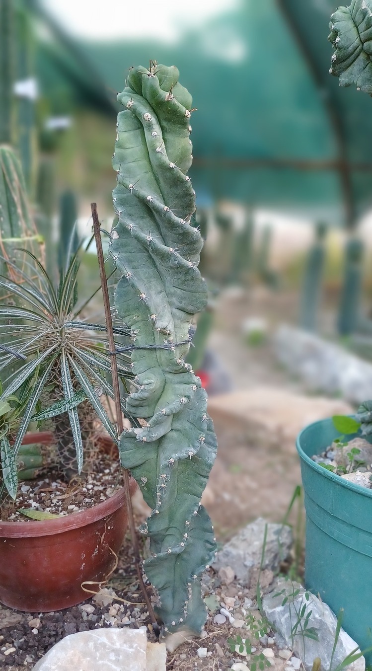 Cereus Forbesii Spiralis