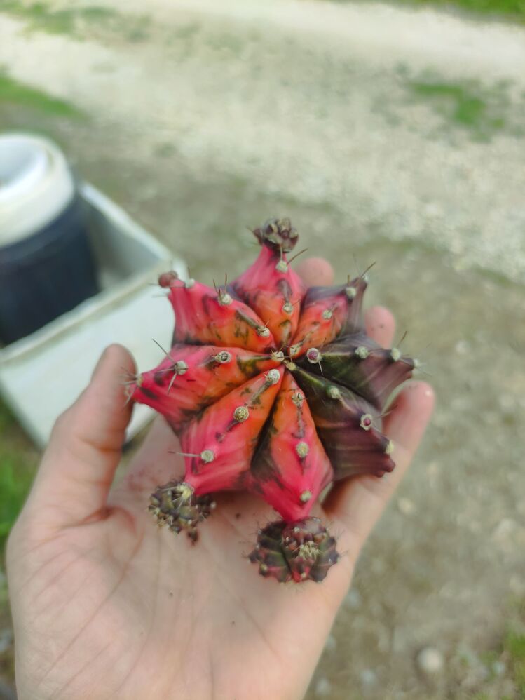 Gymnocalycium Varigate
