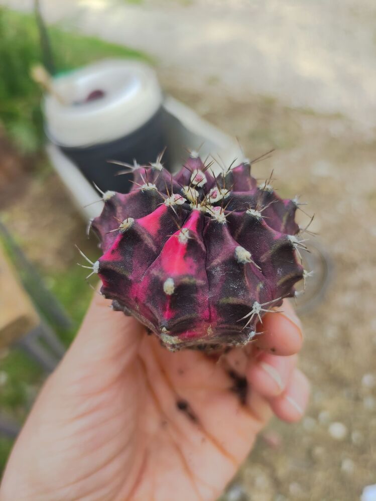 Gymnocalycium Varigate