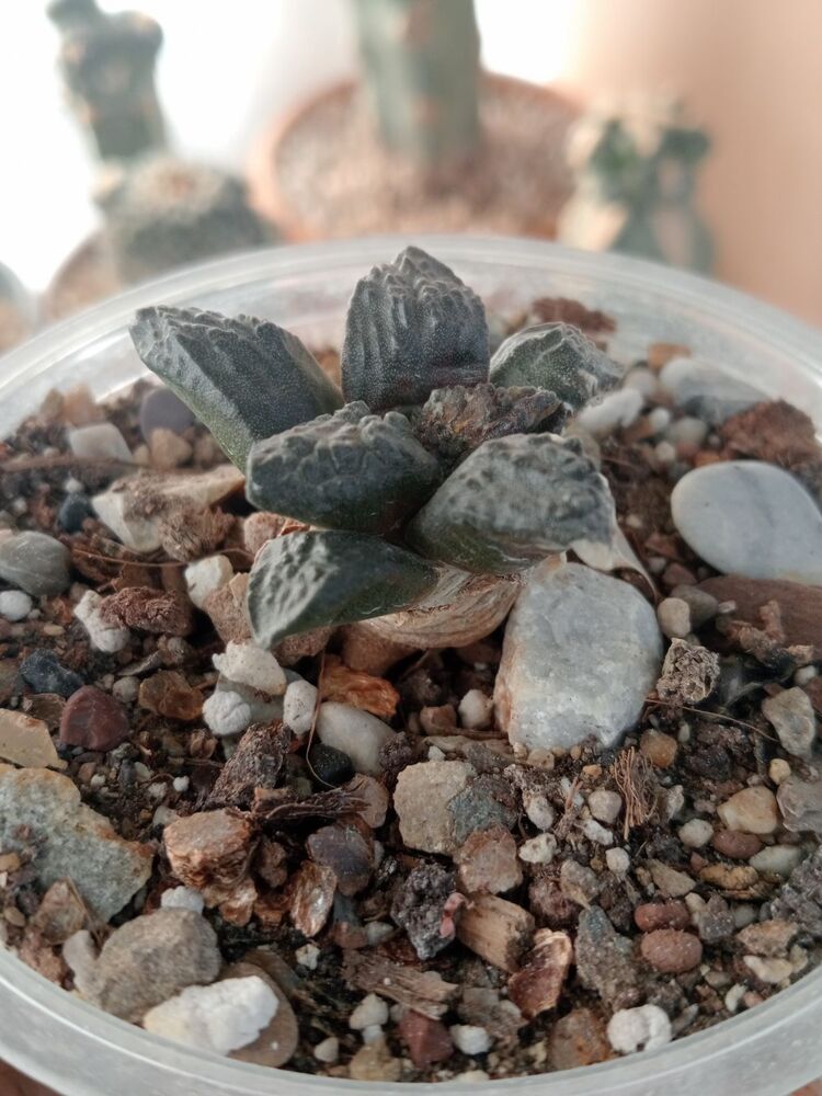 Ariocarpus Fissiratus
