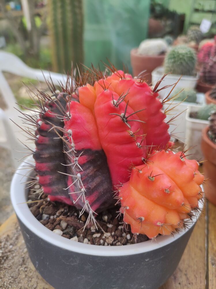 Gymnocalycium Varigate