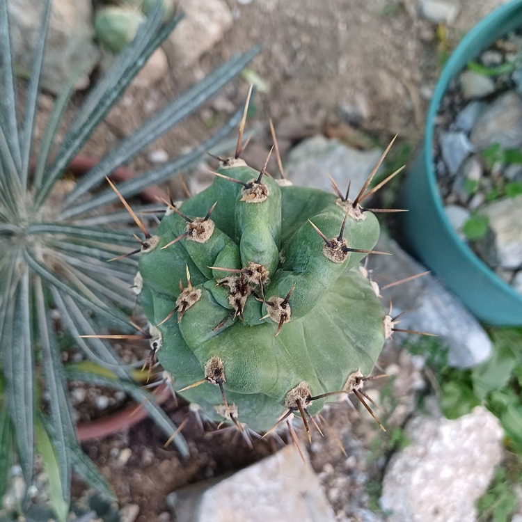Cereus Forbesii Spiralis