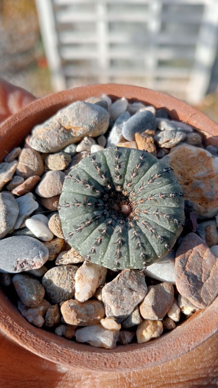 Frailea Castanea 