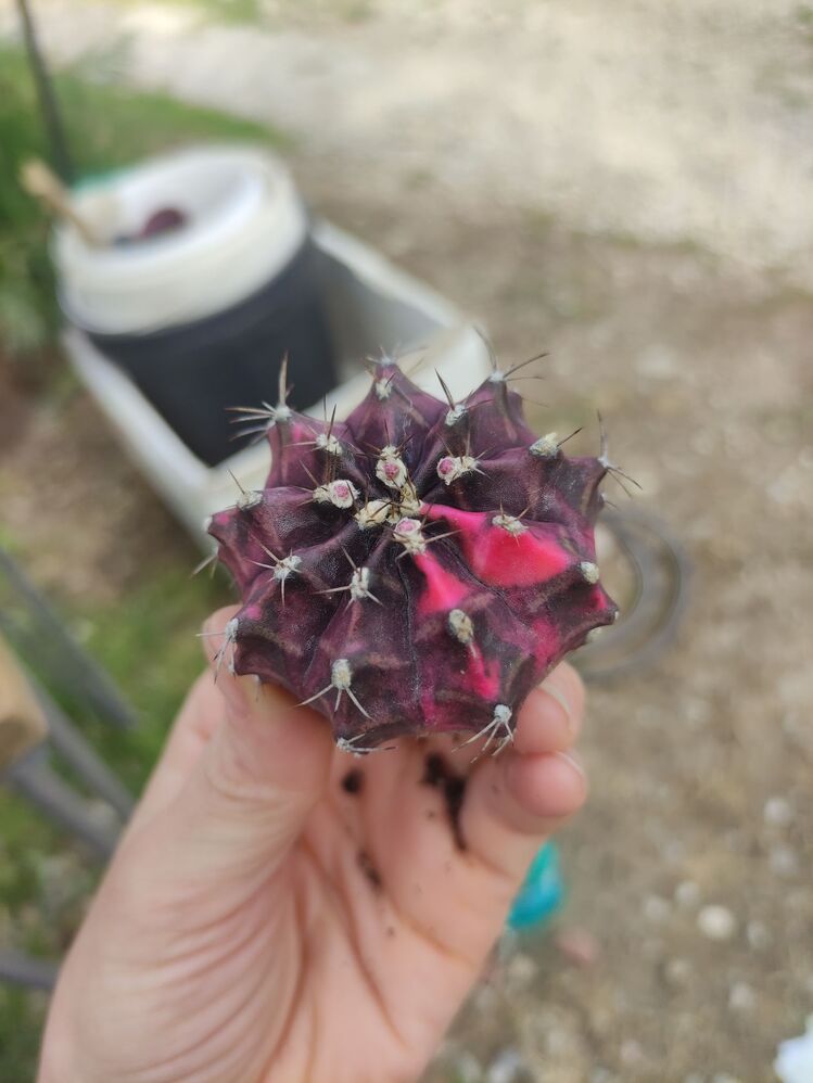 Gymnocalycium Varigate