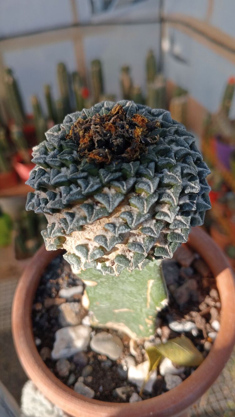 Ariocarpus Kotschoubeyanus 