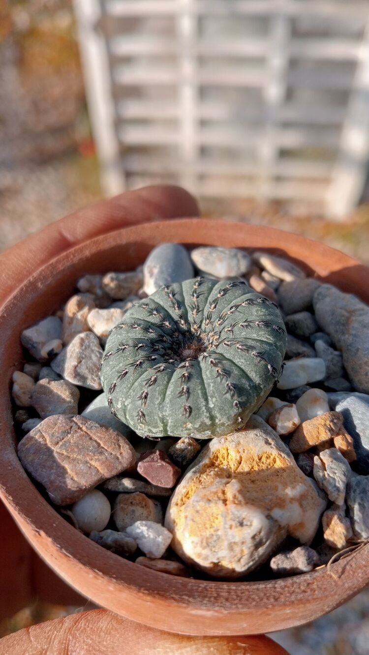 Frailea Castanea 