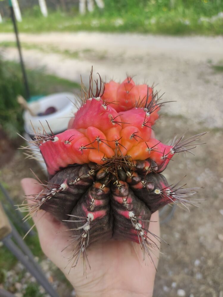 Gymnocalycium Varigate