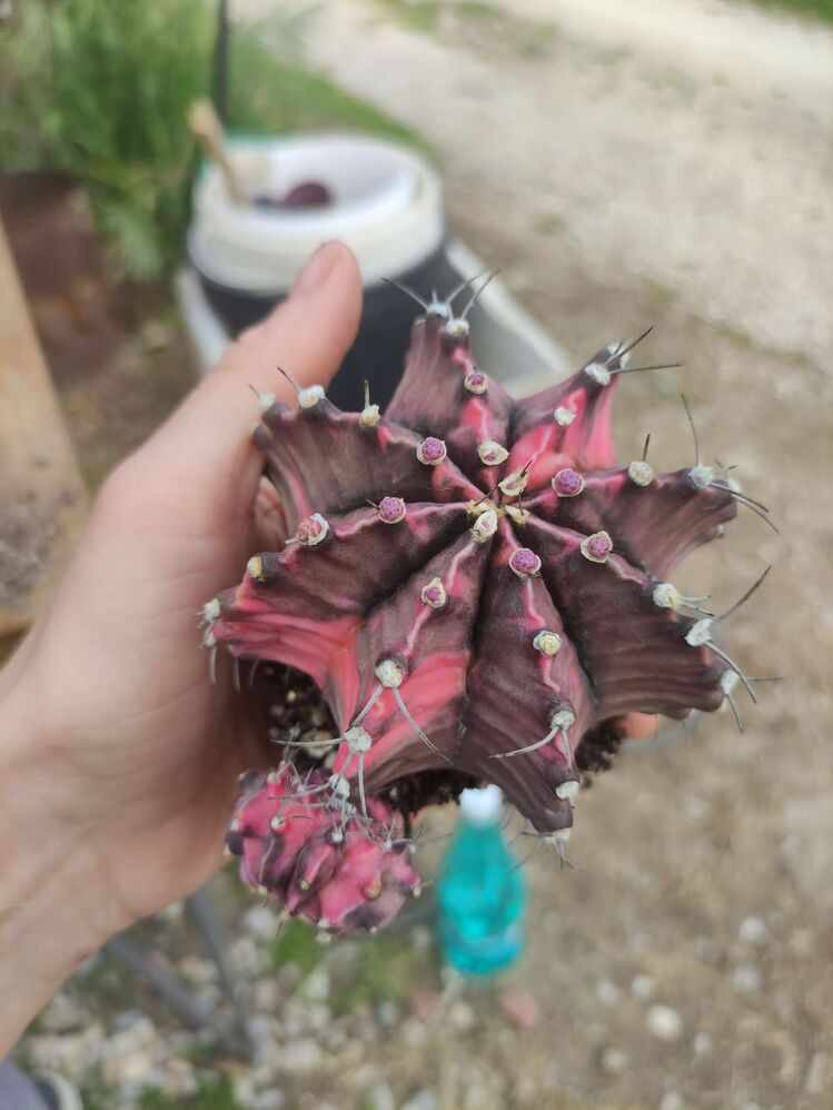 Gymnocalycium Varigate