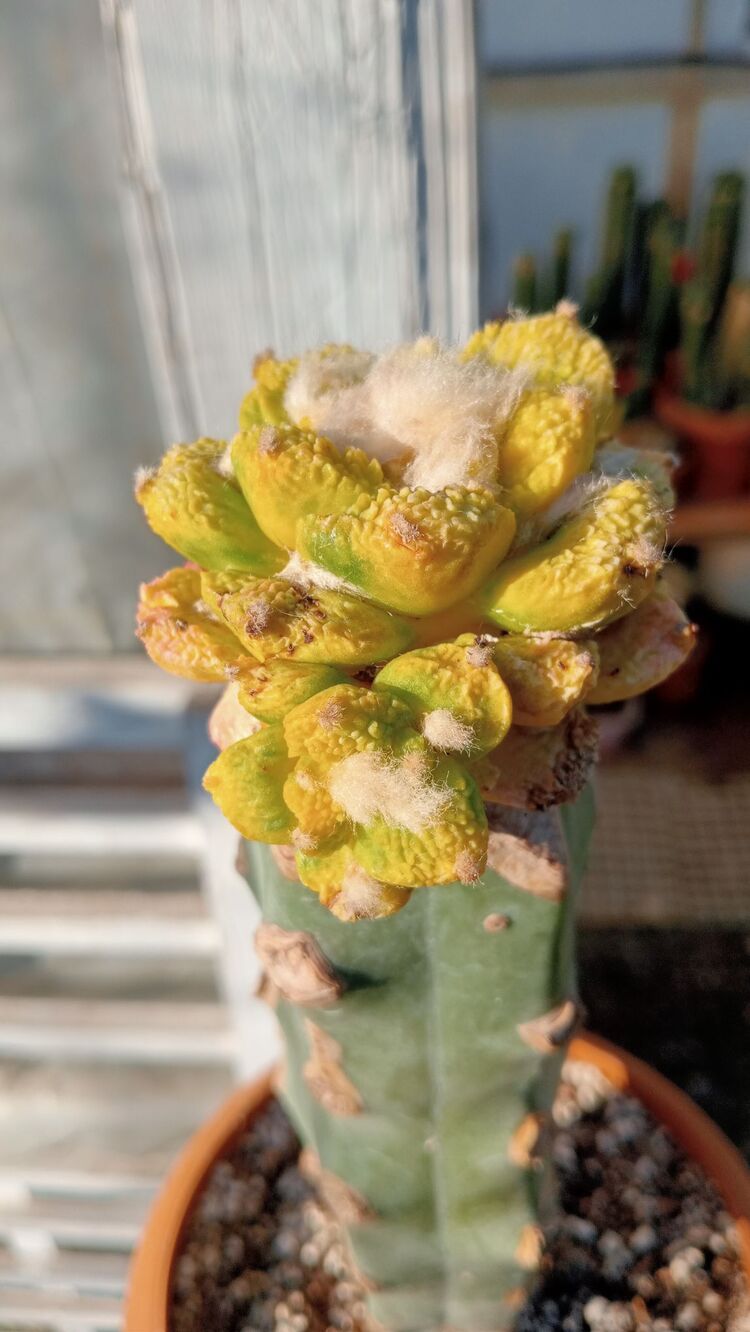 Ariocarpus Fissuratus Varigated 