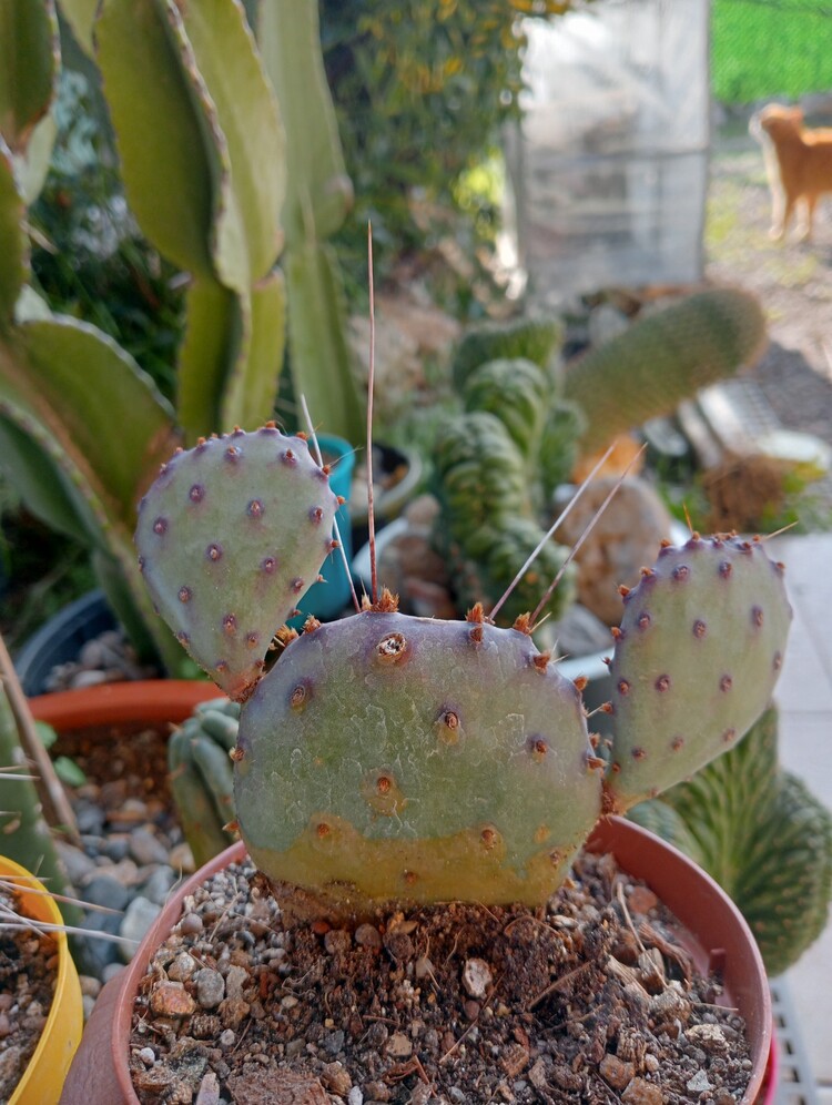 Opuntia Violacea Macrocent

