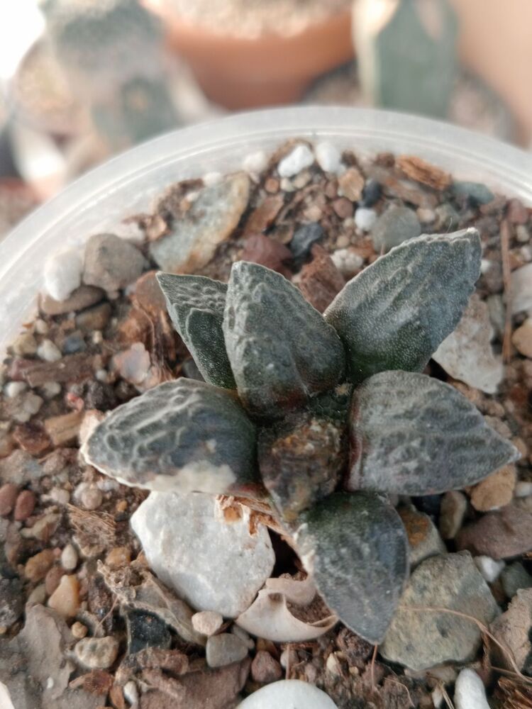 Ariocarpus Fissiratus