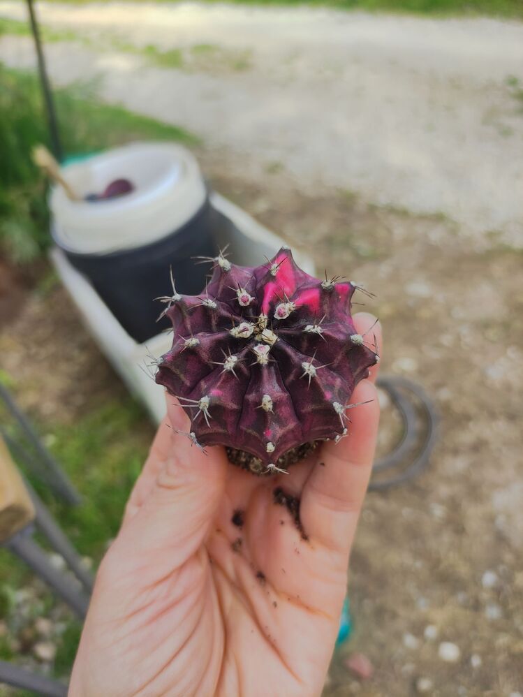 Gymnocalycium Varigate