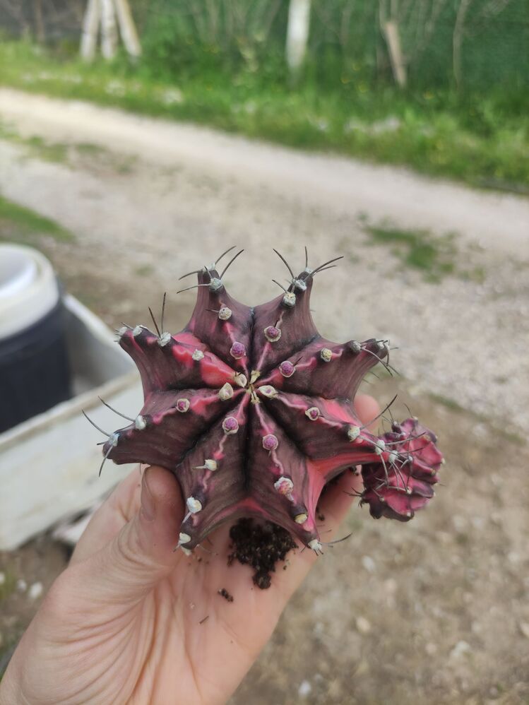 Gymnocalycium Varigate