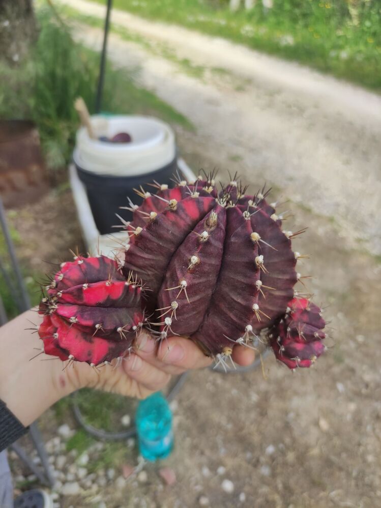 Gymnocalycium Varigate