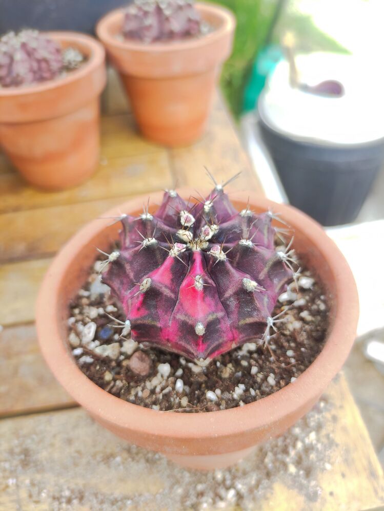 Gymnocalycium Varigate