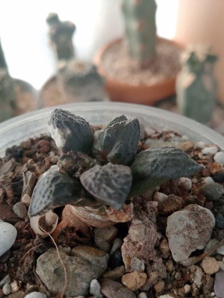 Ariocarpus Fissiratus