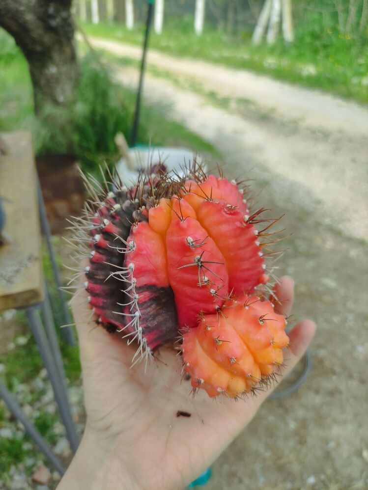 Gymnocalycium Varigate