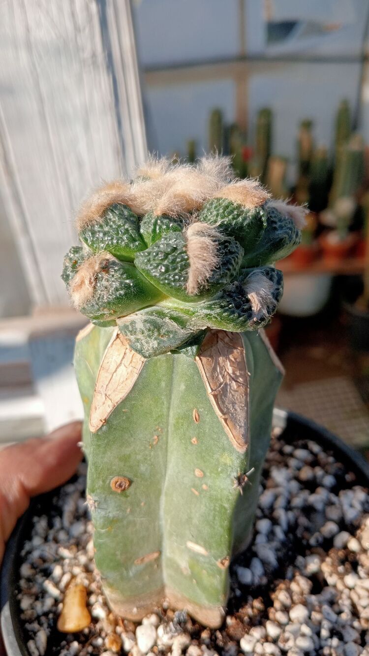 Ariocarpus Fissuratus 