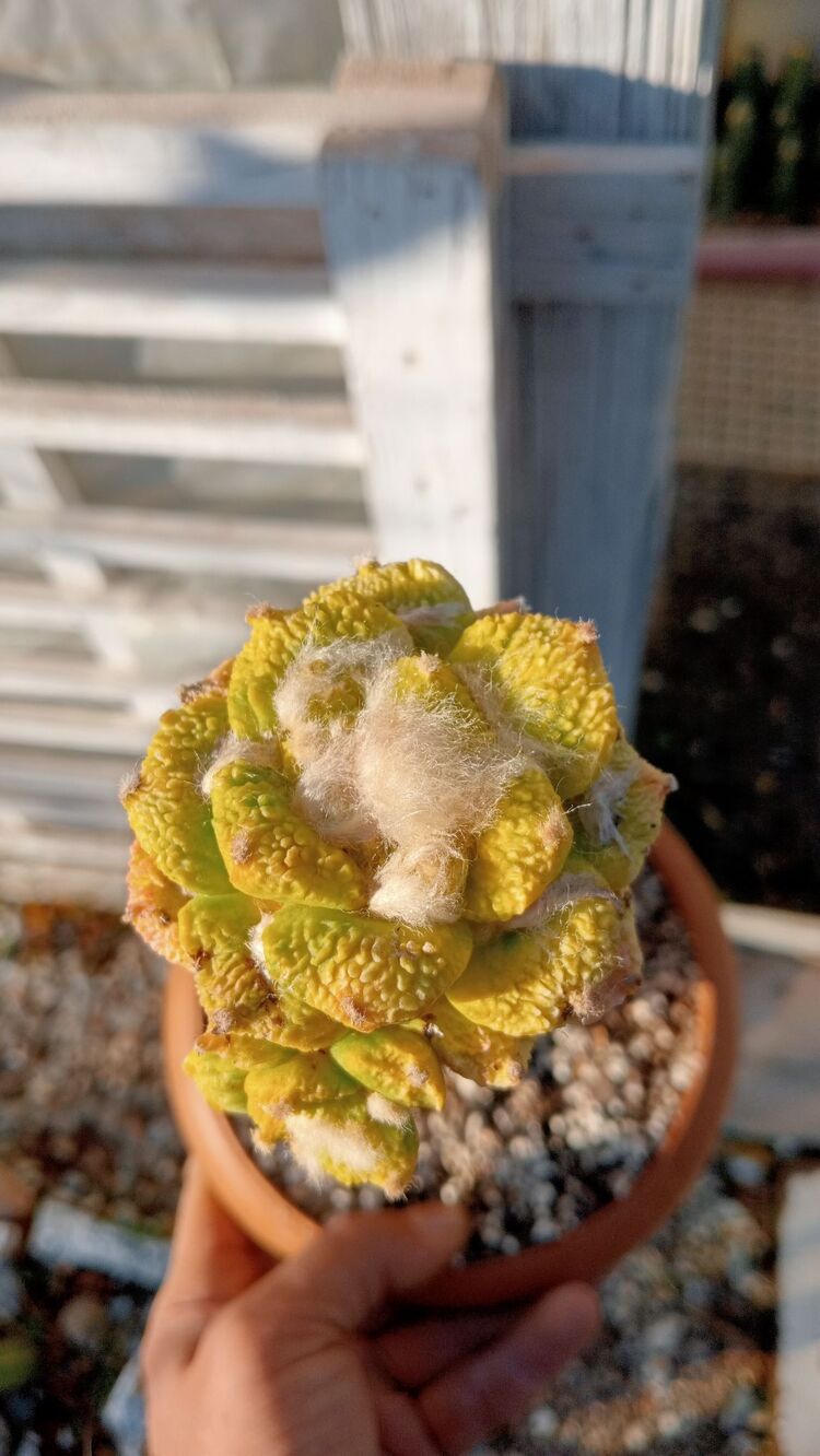 Ariocarpus Fissuratus Varigated 