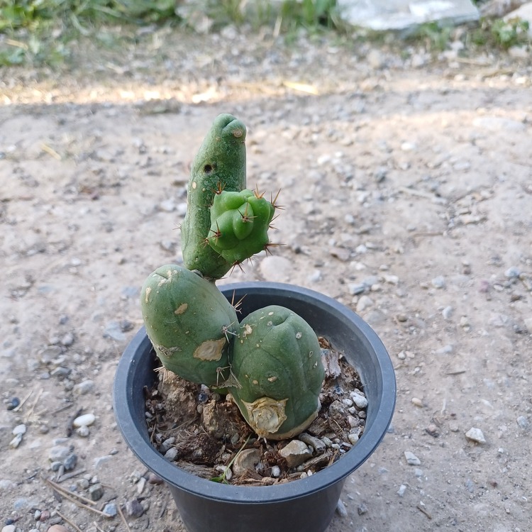 Trichocereus Bridgesii Monstrose
