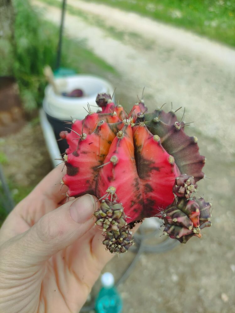 Gymnocalycium Varigate