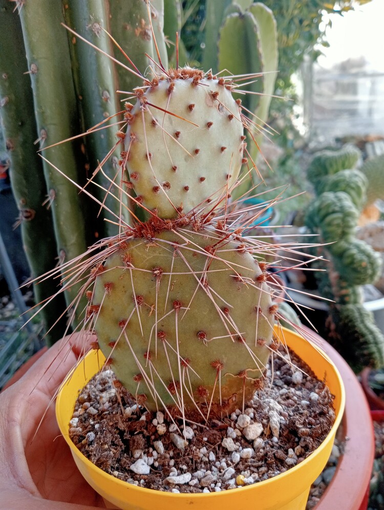 opuntia chisosensis