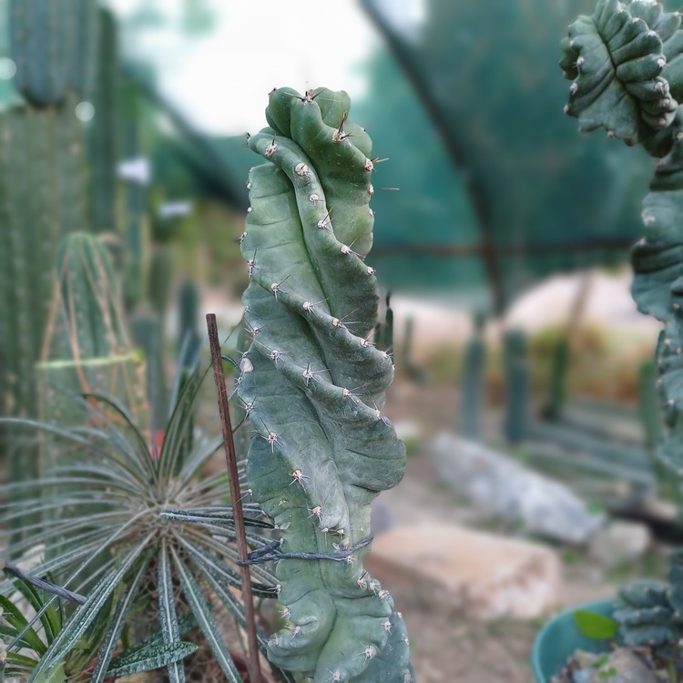 Cereus Forbesii Spiralis