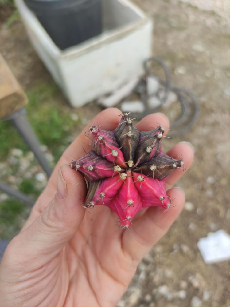 Gymnocalycium Varigate