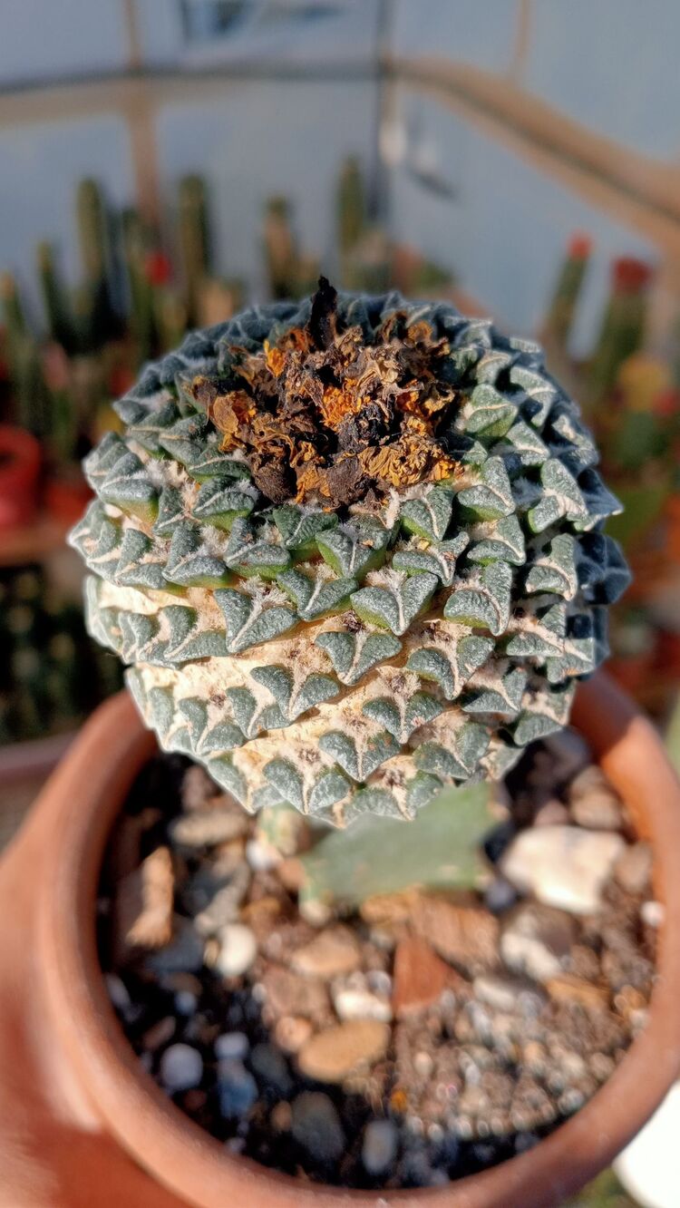 Ariocarpus Kotschoubeyanus 