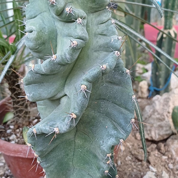 Cereus Forbesii Spiralis