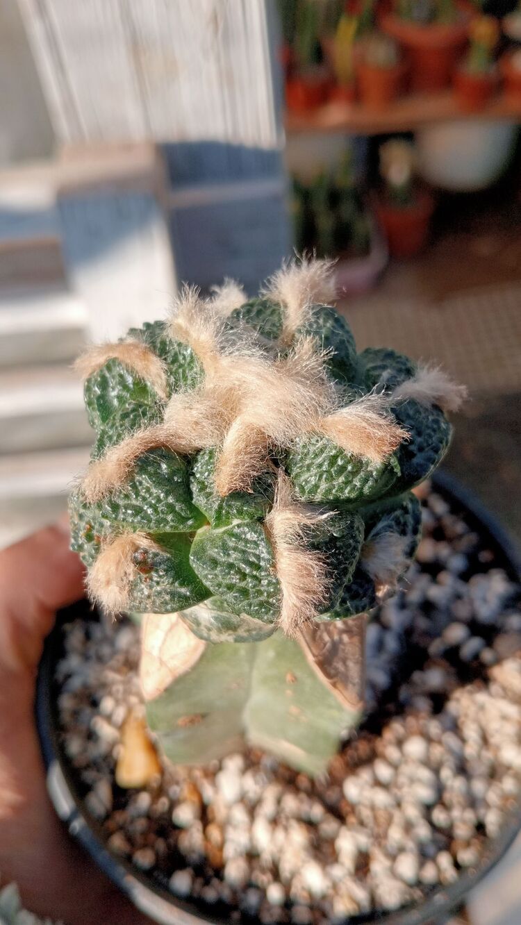 Ariocarpus Fissuratus 