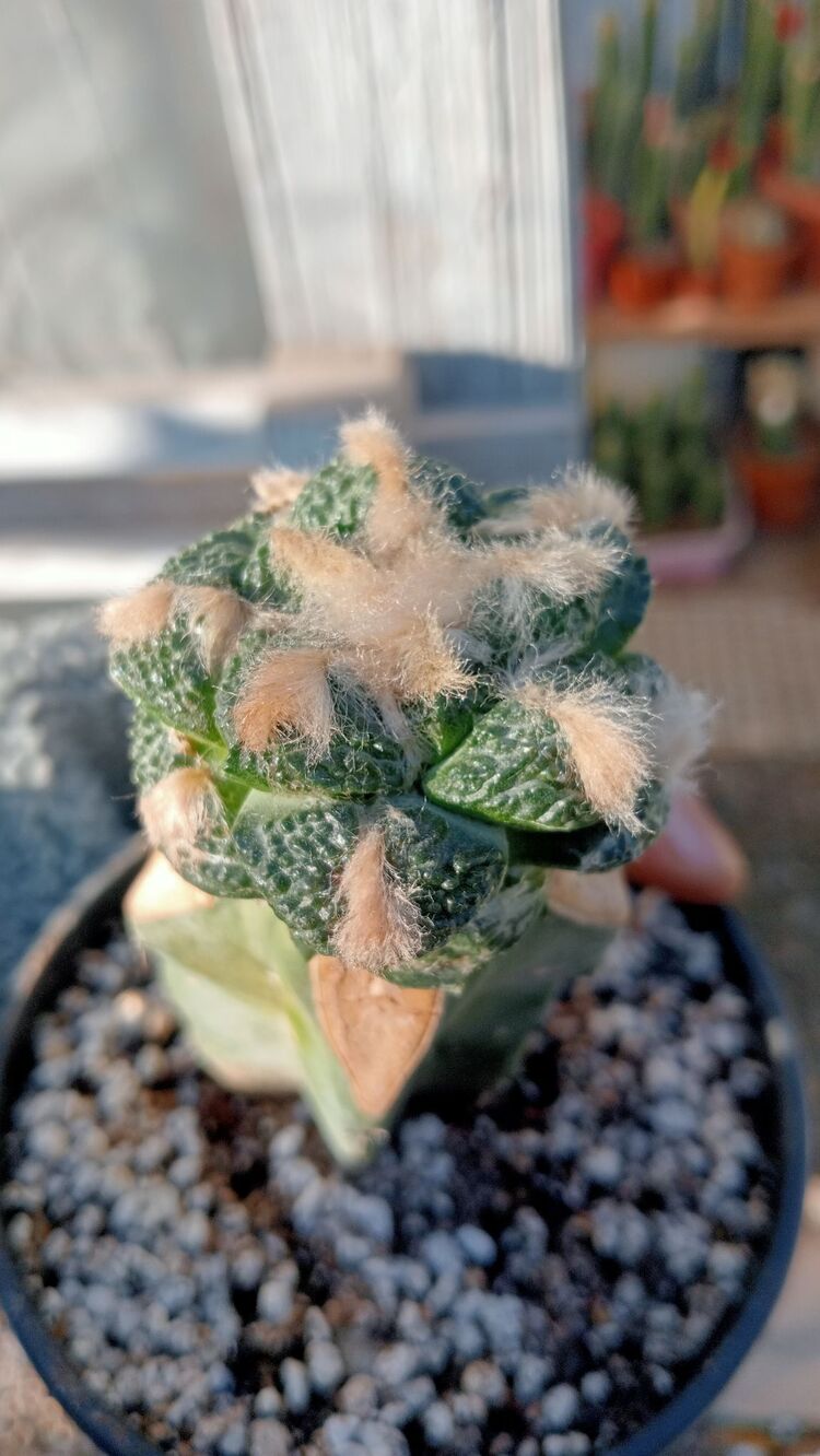 Ariocarpus Fissuratus 