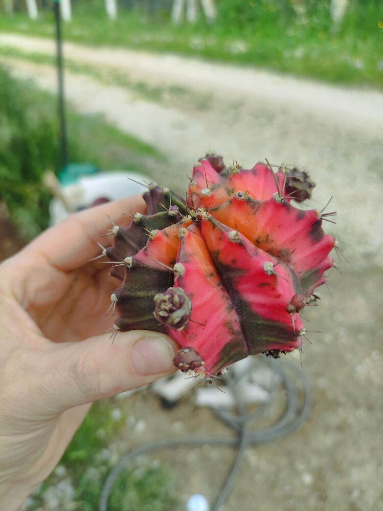 Gymnocalycium Varigate
