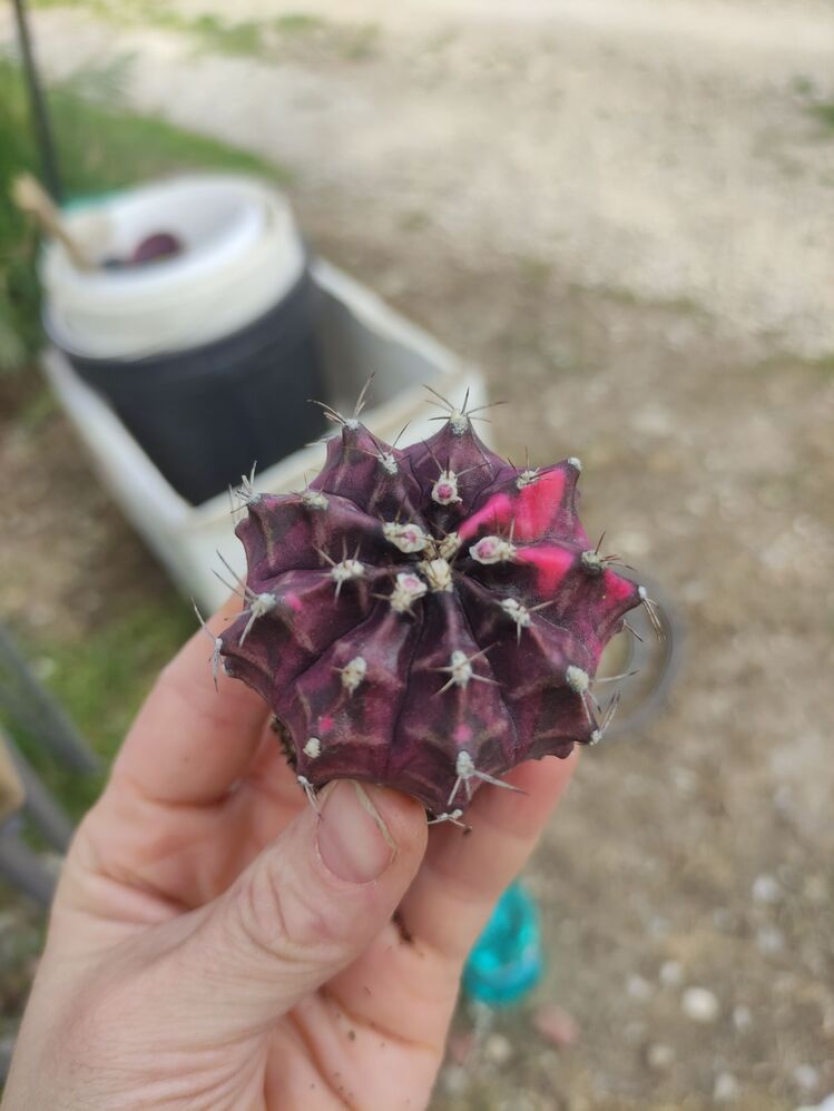 Gymnocalycium Varigate