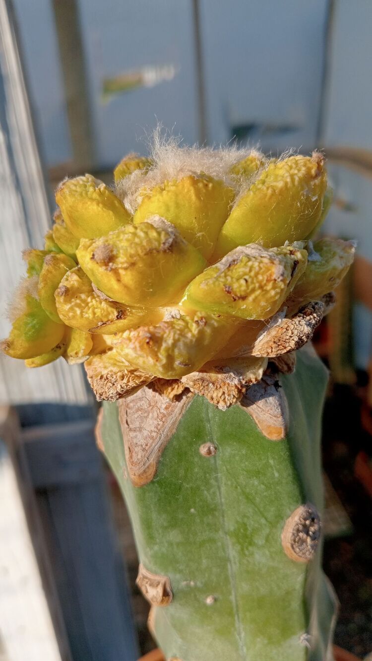 Ariocarpus Fissuratus Varigated 
